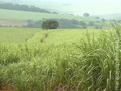 Pesquisa da USP diz que plantação de cana causa danos à biodiversidade