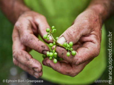 Mais de 20% de todos os agrotóxicos usados no Brasil são ilegais