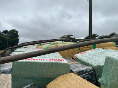 PRF apreende caminhão boiadeiro abarrotado de maconha