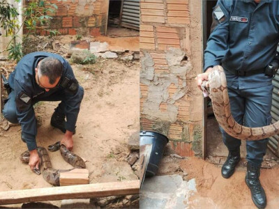 Jiboia é encontrada em depósito de casa em Camapuã