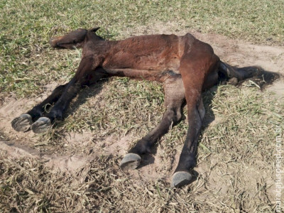 Cavalo doente morre ao ser abandonado pelo proprietário