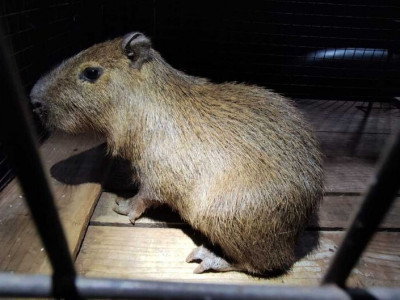 Filhote de capivara é resgatado em boca de fumo em Dourados