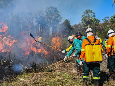 Origem de incêndios no Pantanal precisa ser investigada, alerta SOS Pantanal