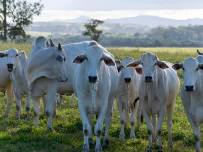 Brasil comemora abertura de mercado de bovinos e bubalinos para reprodução no Gabão