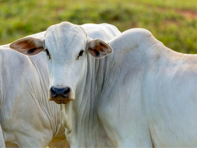 Abertura de mercado na Turquia para exportação de heparina bovina