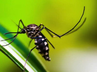 Queda de casos de dengue no Brasil deve se manter até fim de novembro