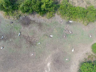 Número de bovinos mortos em fazenda abandonada de MS chega a 268