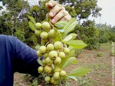 Mulher desaparece durante colheita de guavira