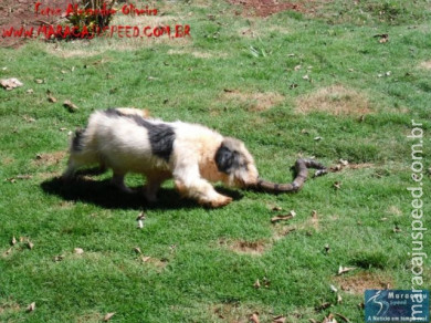 Cão luta com cobra Jiboia em Vila Vargas na cidade de Dourados “exclusivo”