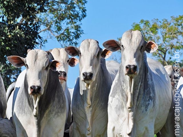 Criador de MS liquida plantel de Nelore em momento de altas cotações