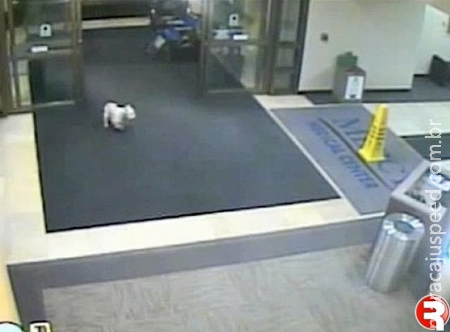 Cachorro caminha por 4 horas para visitar a dona com câncer em hospital