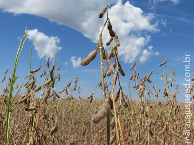 Pesquisas sobre fertilidade e variedades da soja serão atração do Dia de Campo em Maracaju