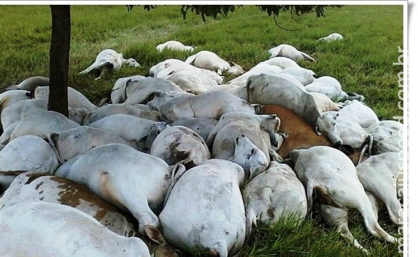 Raio mata 68 cabeças de gado na Zona Rura