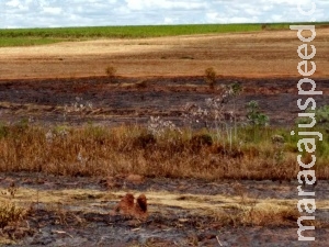 Usina leva multa de R$ 191 mil por incêndio em canavial