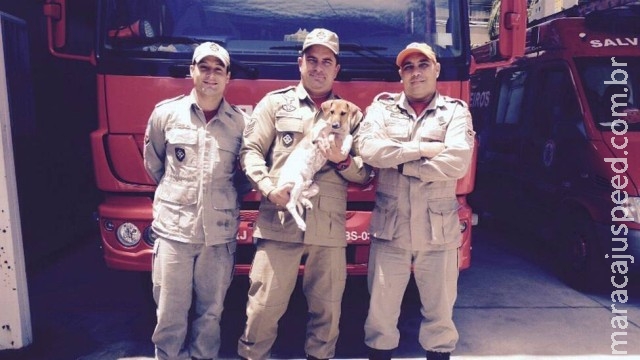 Cachorro amputado após mordida de jacaré visita bombeiros que o salvaram 