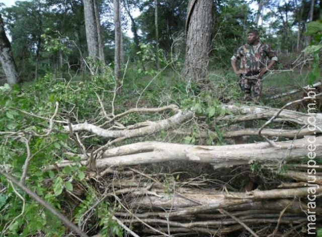 PMA autua fazendeiro em R$ 7 mil por exploração ilegal de aroeira e desmatamento 