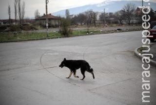 Estuprador de cão é absolvido por animal ser "simples vira-lata”