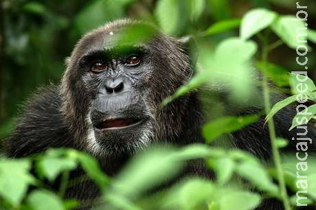  Aids: 1º caso teria sido em caçador de chimpanzés em 1908