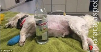 Cachorro é salvo da morte por envenenamento graças à vodka