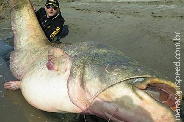 Homem deve estabelecer recorde ao pescar peixe de 2,67 metros e 120 quilos usando vara e molinete 