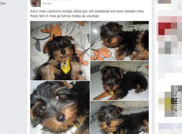 Vendedora oferece cachorro por notebook e causa polêmica no Facebook