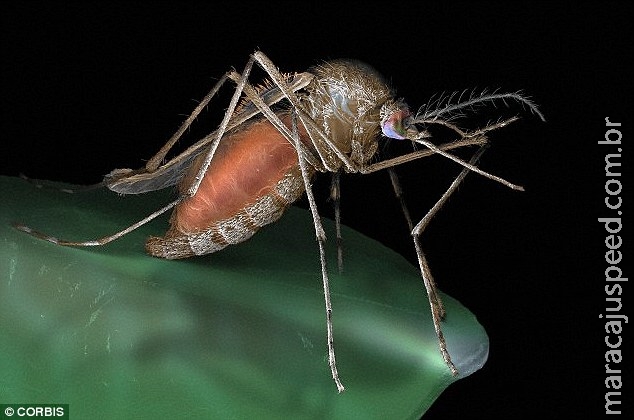 Por que algumas pessoas atraem tantos mosquitos? Tipo sanguíneo e até cerveja são causas 