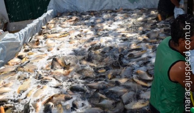 Prefeitura de Itaporã distribuirá 12 mil quilos de peixes na Semana Santa