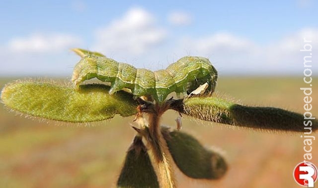 Prazo para uso de agrotóxico contra lagarta em lavouras é prorrogado por 1 ano