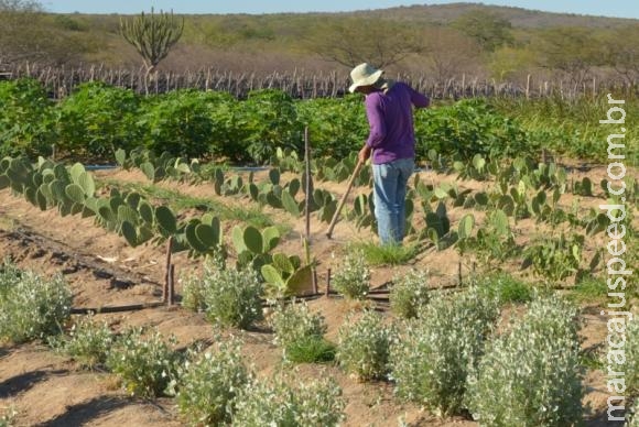 Técnicas para armazenar água e produzir alimentos ajudam a viver no semiárido