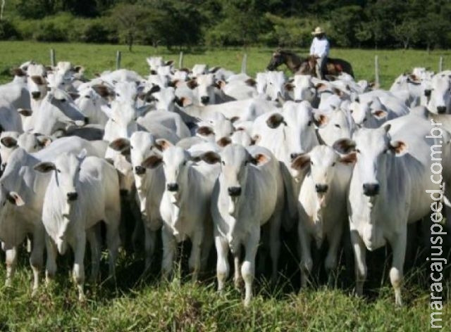 Cai o poder de compra do pecuarista em Mato Grosso do Sul