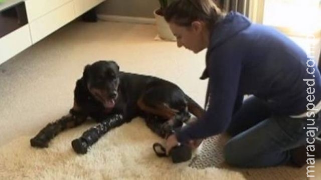 Rottweiler volta a andar com quatro patas artificiais