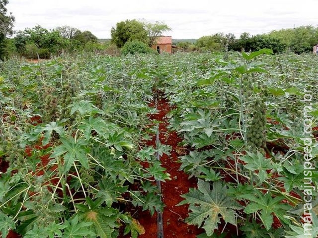 Com demanda garantida, produção de mamona é oportunidade para produtores de MS