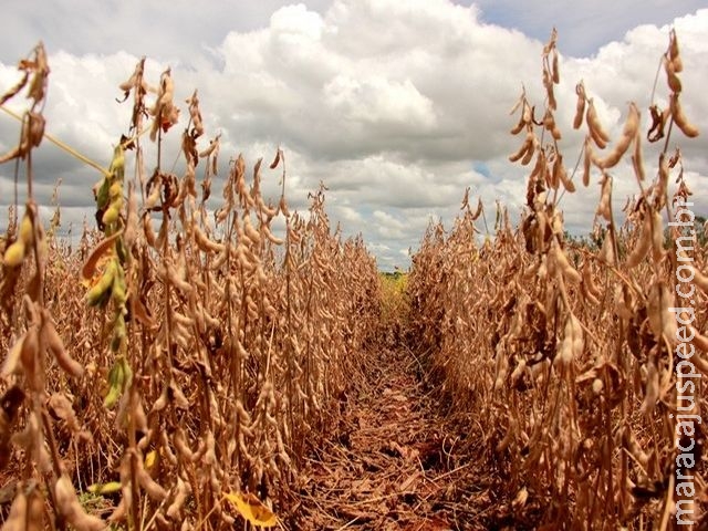 Soja Plus transforma propriedade rural em empresa