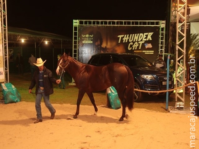 Cavalo campeão em competições nos EUA estreia sua campanha em Campo Grande