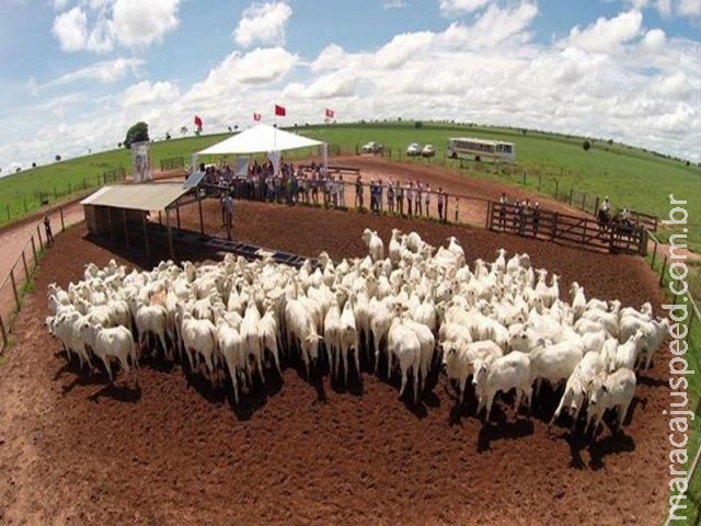 Valorização do bezerro de MS em 28% estimula comercialização em atacado