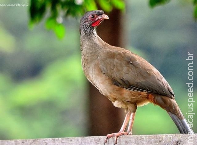 Jovem é preso com arma e por matar aves Aracuã-do-pantanal