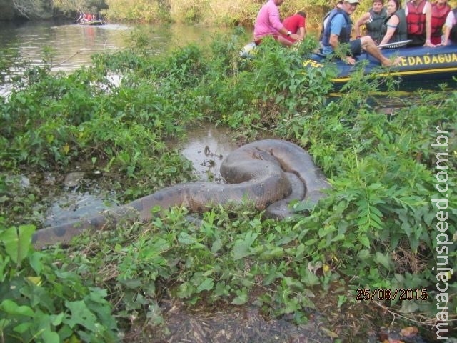 Sucuri gigante aparece e vira atração de passeio turístico em Bonito