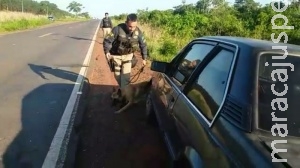 Cães farejadores ajudam PRF a localizar 27 kg de maconha em Monza abandonado