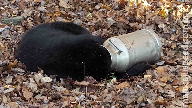 Urso é resgatado ao ser visto com a cabeça entalada em latão de leite 