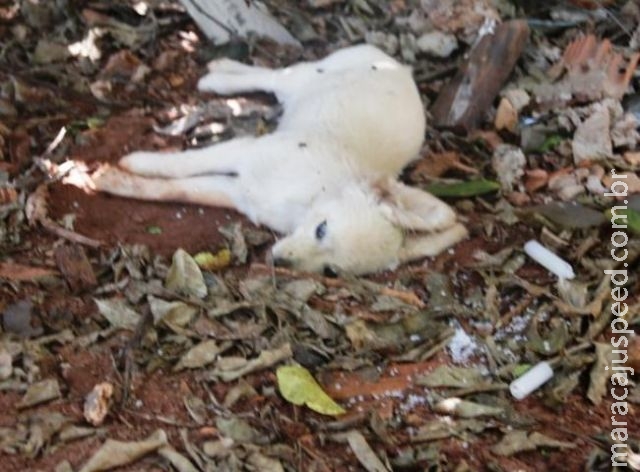 Cachorrinho some e dono o encontra em casa abandonada cercado de velas