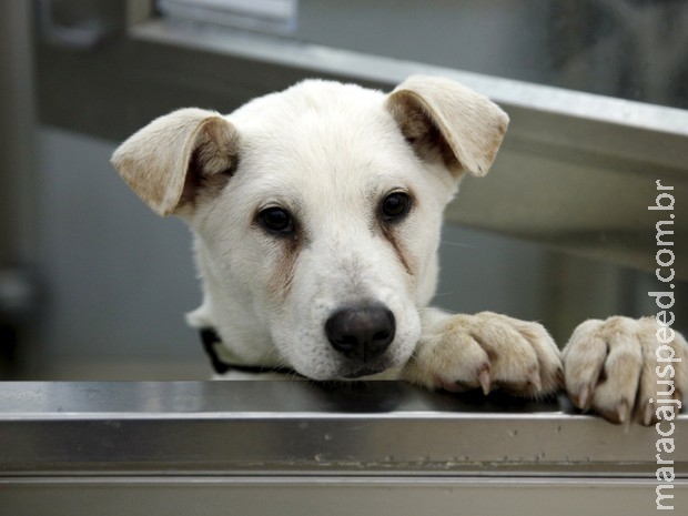 Cães que virariam comida são salvos de fazendas coreanas nos EUA