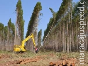 Município de MS tem PIB per capita de R$ 254 mil; 5° maior do país