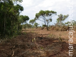 Sem licença ambiental, pecuarista desmata 15 hectares e é multado em R$ 4,5 mil