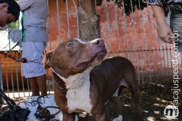 Protetores resgatam pit bull que ficou 5 meses trancado em casa