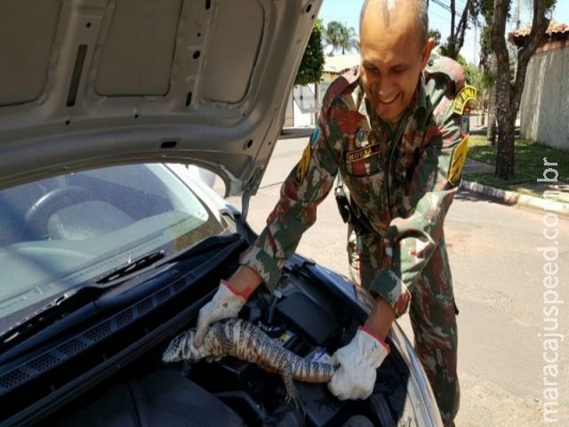 Polícia ambiental captura teiú sob motor de veículo