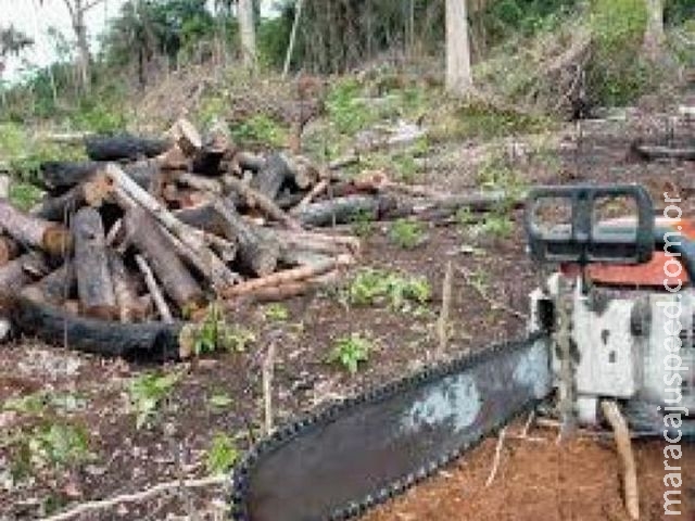 Valor da produção florestal brasileira cai e fecha 2015 em R$ 18,4 bilhões