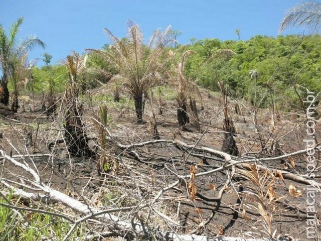 Produtor é multado em R$ 8 mil por desmatamento de cerrado