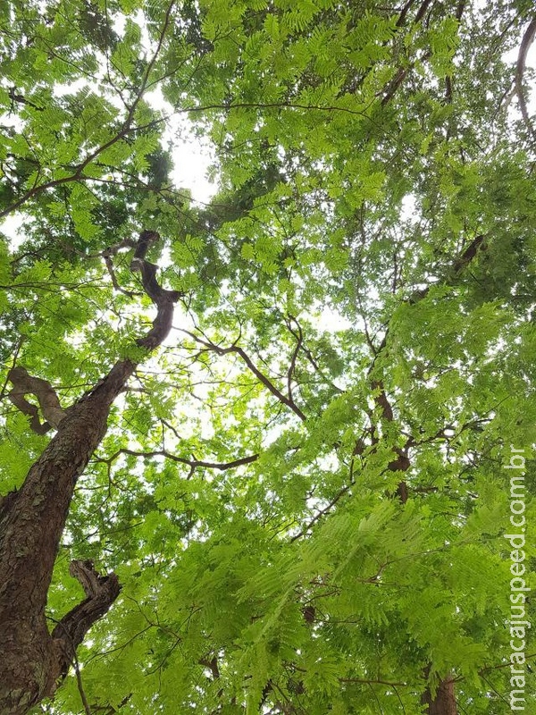 Embrapa discute a adequação ambiental ao Código Florestal