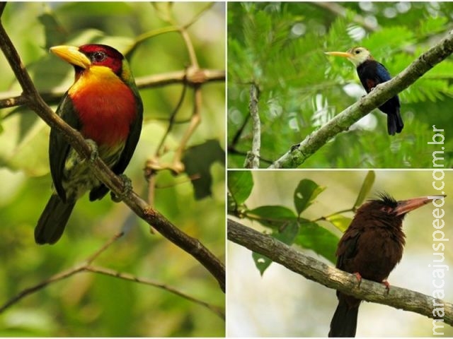 Acre movimenta R$ 50 mil em menos de 3 meses com observação de aves