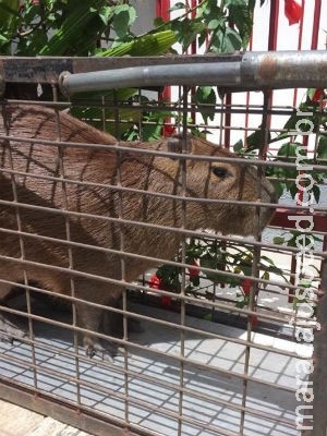 Capivara é capturada por bombeiros em rua movimentada de Jundiaí 